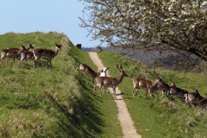 Haderslev Dyrhaven Krondyr 800Px