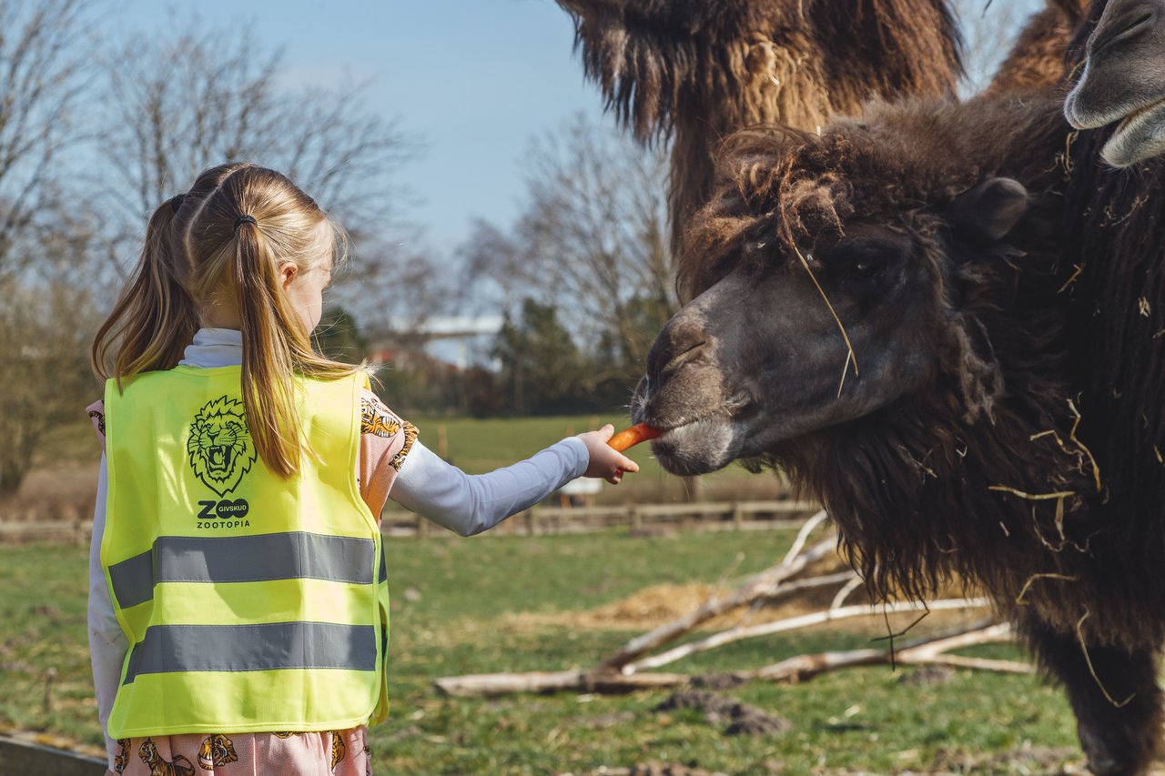 Givskud Zoo Kid Feeding Camel ©Jesper Grønnemark Medium